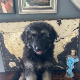 White girl - Black and tan female German Shepherd puppy in Tipp City, Ohio from Urekar Haus