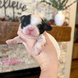 Chiffon - Black and white female Cavapoo puppy in Midland, Michigan from Northern Charm Farm