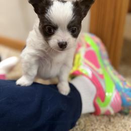 Adam - Black and white male Chihuahua puppy in Amity, Pennsylvania from Rhoda and Verna