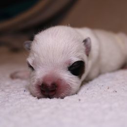 Australian Cattle Dog Puppies from Kanku