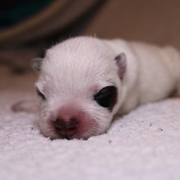 Australian Cattle Dog Puppies from Kanku