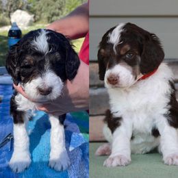Poodle Puppies from Country Side Kennels