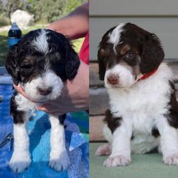 Poodle Puppies from Country Side Kennels