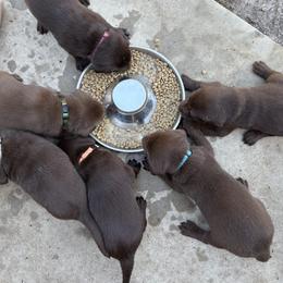 Green - Chocolate male Labrador Retriever puppy in Madison, Georgia from M & W Gun dogs