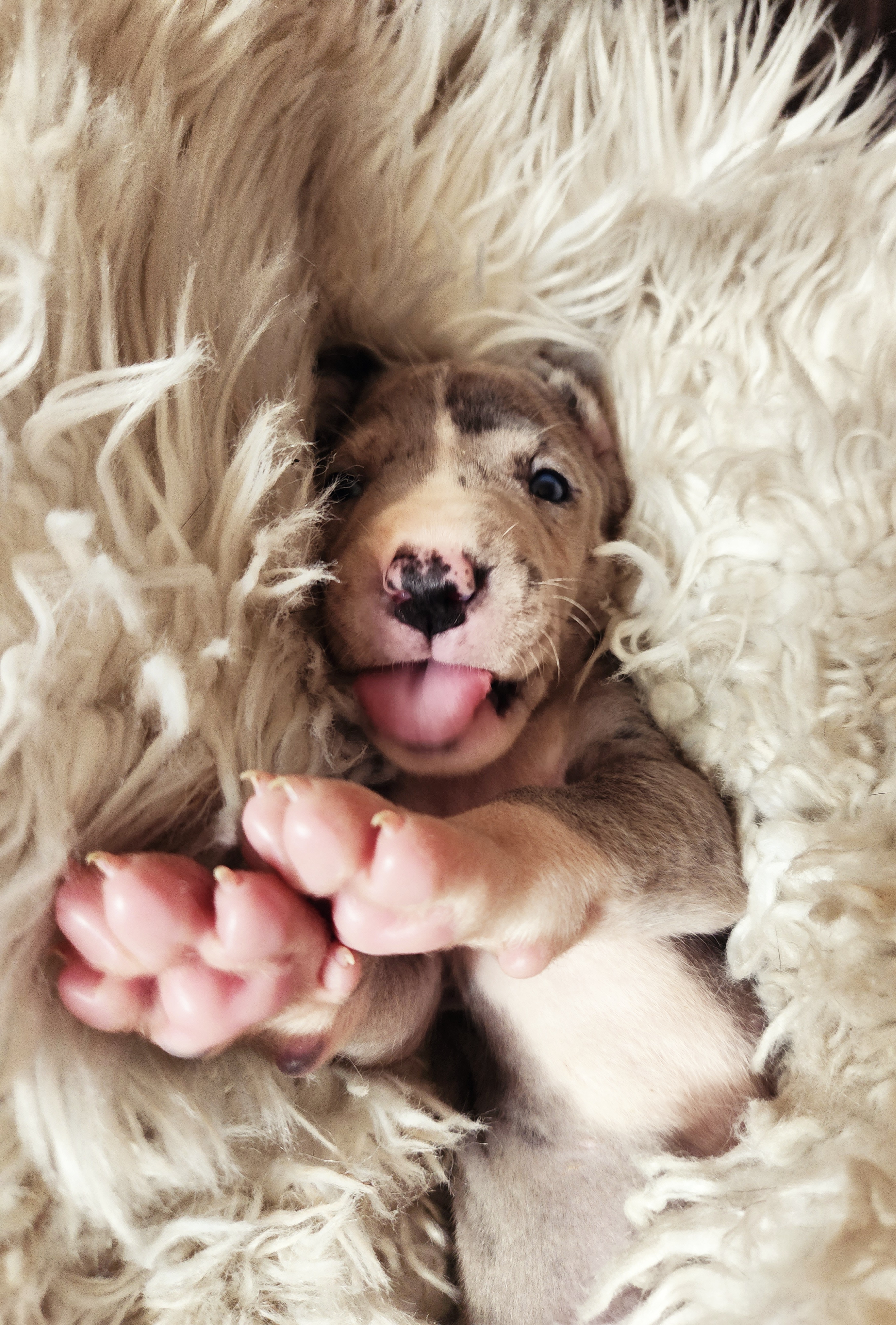 June - Mantle merle Great Dane puppy in California from Bolo K9 Kennels
