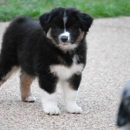 Boy 5 - Black tri male Miniature American Shepherd puppy in Robinson, Texas from Stellar Miniature American Shepherds
