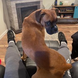 Boxer All Grown Up from Sunshine Boxers 95988