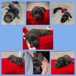 Milo (Blue Collar) - Gray (blue) and cream male Dachshund puppy in Mobile, Alabama from Ruff Patch Doxie Den