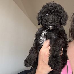 Black cherry - Black tri-color female Aussiedoodle puppy in Spring Hill, Florida from Pawprint Dreams Boarding and Kennel
