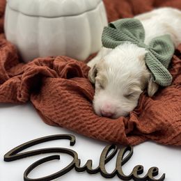 Girl 2 - Parti Goldendoodle puppy in Blanchard, Oklahoma from I Dream of Doodles