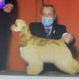 julian - Cocker Spaniel