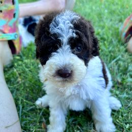 Strawberry - with training - Brown and white female Cockapoo puppy in Boonville, North Carolina from Doods & Dolls
