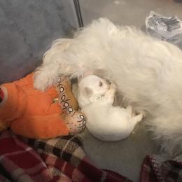 Maltese Puppies from Emotional Amor Support