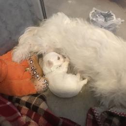 Maltese Puppies from Emotional Amor Support