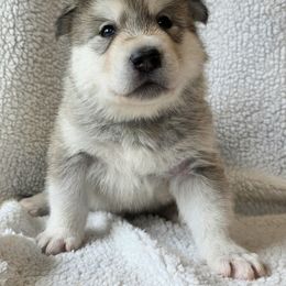 Tsiya Otter - male Native American Indian Dog puppy in Weedsport, New York from Paw Wow Medicine Dogs