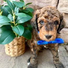 Boy 3 - Brown male Poodle puppy in Mc Bain, Michigan from The Dog House