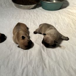French Bulldog Puppies from 3D Frenchies LLC