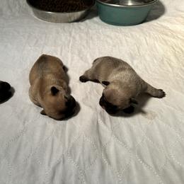 French Bulldog Puppies from 3D Frenchies LLC