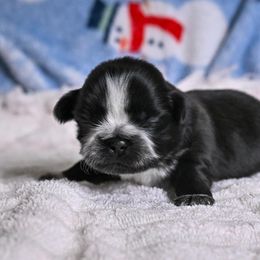 Ollie - Black and white male Shih Tzu puppy in Montrose, Colorado from Nana's Happy Pups