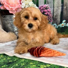 Piper - Apricot female Cavapoo puppy in Lebanon, Missouri from Perkins Pups