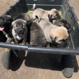 Anatolian Shepherd Dog and Labrador Retriever Puppies from Learning With Dogs