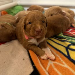 Nova Scotia Duck Tolling Retriever Puppies from Tallyho Tollers
