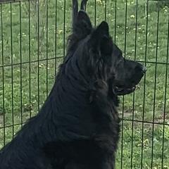 Nikki - German Shepherd