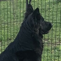 Nikki - German Shepherd