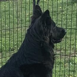 Nikki - German Shepherd