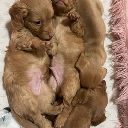Dachshund Puppies from Teenie Weenie Doxies