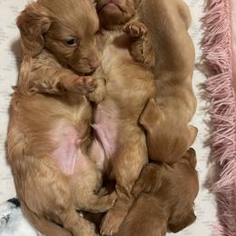 Dachshund Puppies from Teenie Weenie Doxies