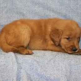 Flounder - Dark golden male Golden Retriever puppy in New Weston, Ohio from Bertke AKC Golden Retrievers and Bernese Mountain Dogs