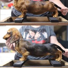 Dachshund Puppies from EntityDachs