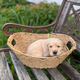 Green collar - Light golden male Golden Retriever puppy in Monroe, Tennessee from Golden Girls Furever Friends