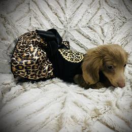 Xenon akc price is 4850 - Fawn (isabella) and tan female Dachshund puppy in Magnolia, Texas from Carrie’s Countryside Dachshunds