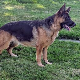Luna - German Shepherd
