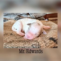 Mr. Edwards - Parti male Goldendoodle puppy in Cherryville, North Carolina from Mercy Doodles