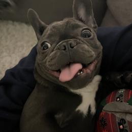 French Bulldog Puppies from Heartfelt Kennels