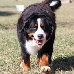 Osa - Bernese Mountain Dog