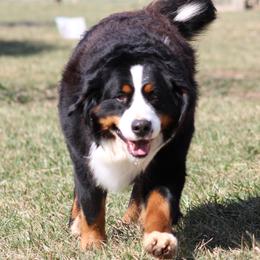 Osa - Bernese Mountain Dog
