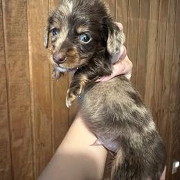 Max - Dapple male Dachshund puppy in Warren, Texas from Michelle Hanley