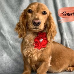 Señorita Zoya - Dachshund