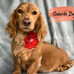Señorita Zoya - Dachshund