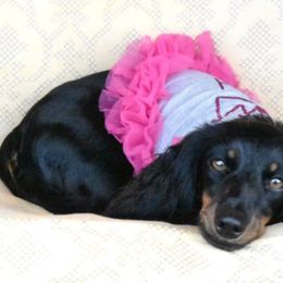 Nanna - Dachshund