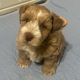 Ransom - Wheaten male Miniature Schnauzer puppy in Grayson, Kentucky from Seventh Heaven Schnauzers