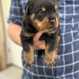 Baby girl 2 - Black and mahogany female Rottweiler puppy in Gloster, Mississippi from Mississippi Rottweilers