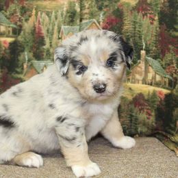 Australian Shepherds from Spencersmountain Aussies