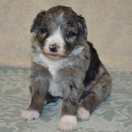 Reef - Merle male Bernedoodle puppy in Clarinda, Iowa from Root and Branch Bernedoodles