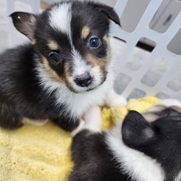 Pembroke Welsh Corgi Puppies from Shelly Bean Corgis