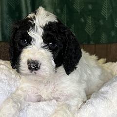 Red collar boy - male Newfypoo puppy in Fairfield, California from Twin Sisters Doodles